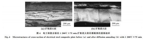 图４ 电工钢复合板在１２００℃×７５min扩散退火前后横截面的显微组织