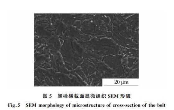 图５ 螺栓横截面显微组织SEM 形貌