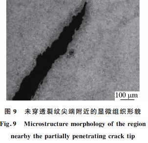 图９ 未穿透裂纹尖端附近的显微组织形貌